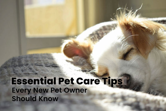 Essential pet care tips for new pet owners