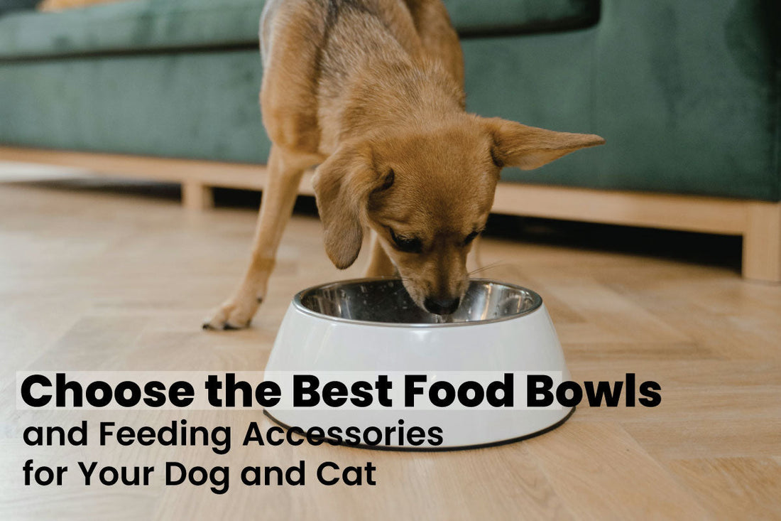 Best food bowls and feeding accessories for dogs and cats