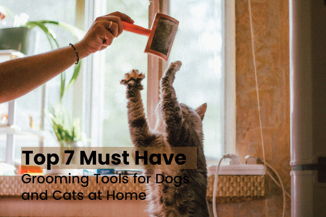 Top 7 grooming tools for dogs and cats at home