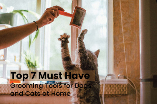 Top 7 grooming tools for dogs and cats at home